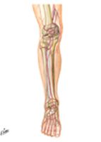 Arteries of Knee, Leg, and Foot