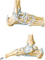 Ligaments and Tendons of Ankle
