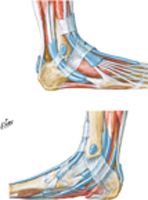 Tendon Sheaths of Ankle