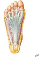 Sole of Foot: Superficial Dissection