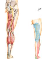 Sciatic Nerve and Posterior Cutaneous Nerve of Thigh