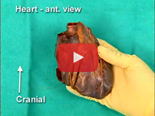Coronary Circulation and Internal Structure of the Heart: Step 5. Internal anatomy of the right vent