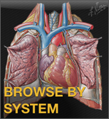 Browse by system