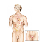 Overview of the Endocrine System 
