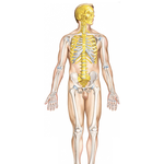 Skeletal System: Axial and Appendicular Skeletons 