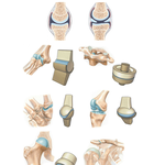 Types of Synovial Joints 