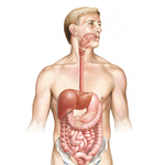 Overview of the Gastrointestinal System