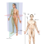 Body Planes and Terms of Relationship