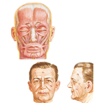 Muscles of Facial Expression: Anterior View