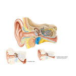 Anatomy of the Pediatric Ear
