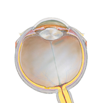 Eyeball: Transverse Section