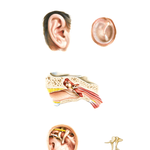 External Ear and Tympanic Cavity