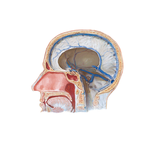 Dural Venous Sinuses: Sagittal Section