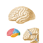 Brain: Lateral Views