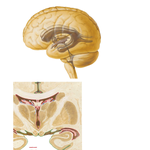 Ventricles of Brain