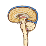 Circulation of Cerebrospinal Fluid