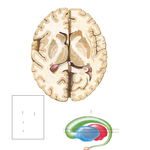 Basal Nuclei (Ganglia)