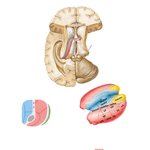 Thalamus and Related Structures