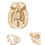 Hippocampus and Fornix