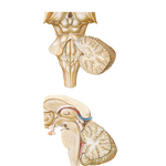 Ventricles and Cerebellum