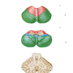 Cerebellum