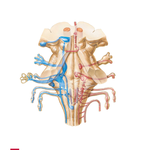 Cranial Nerve Nuclei in Brain Stem: Schema