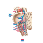 Cranial Nerve Nuclei in Brain Stem: Schema (continued)