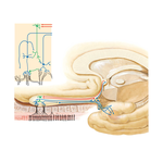 Olfactory Nerve (CN I): Schema