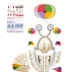 Optic Nerve (CN II) (Visual Pathway): Schema