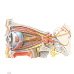 Oculomotor (CN III), Trochlear (CN IV), and Abducens (CN VI) Nerves: Schema