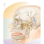 Trigeminal Nerve (CN V): Schema