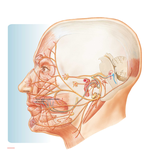 Facial Nerve (CN VII): Schema