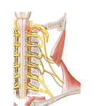 Accessory Nerve (CN XI): Schema