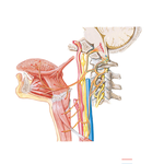 Hypoglossal Nerve (CN XII): Schema