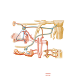 Pterygopalatine and Submandibular Ganglia: Schema