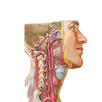 Arteries to Brain and Meninges