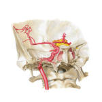 Internal Carotid Artery in Petrous Part of Temporal Bone