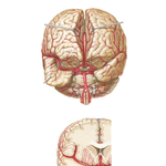 Arteries of Brain: Frontal View and Section
