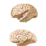 Arteries of Brain: Lateral and Medial Views