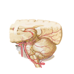 Arteries of Posterior Cranial Fossa