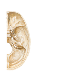Foramina and Canals of Cranial Base: Superior View