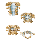Internal Craniocervical Ligaments