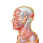 Muscles of Facial Expression: Lateral View
