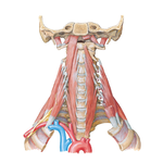 Anterior and Lateral Cervical Muscles