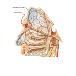 Arteries of Nasal Cavity: Bony Nasal Septum Turned Up