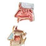 Paranasal Sinuses: Parasagittal Views