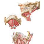 Floor of Oral Cavity