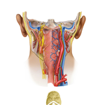 Posterior View of Pharynx: Nerves and Vessels