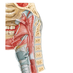 Muscles of Pharynx: Medial View