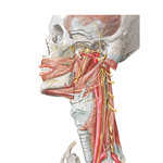 Nerves of Oral Head and Neck Regions